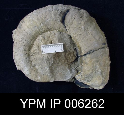 Gyroceras cyclops
