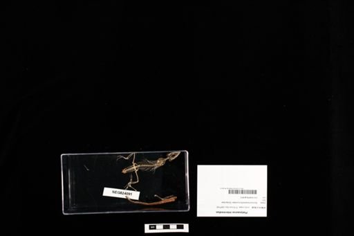 Platysaurus intermedius