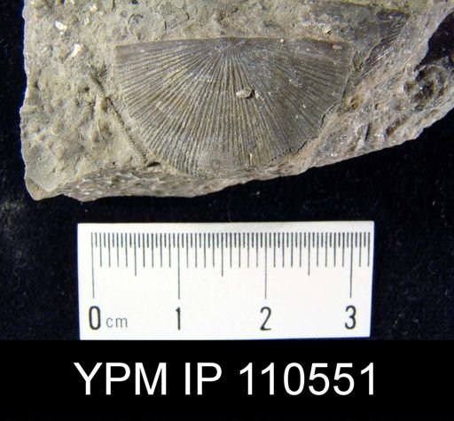 Schuchertella subplana