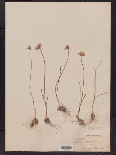 Allium