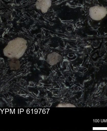 undet. Foraminiferida