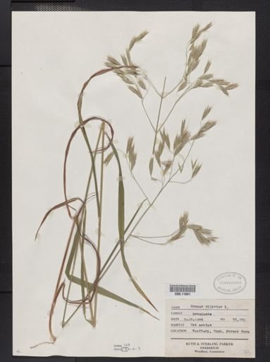 Bromus ciliatus