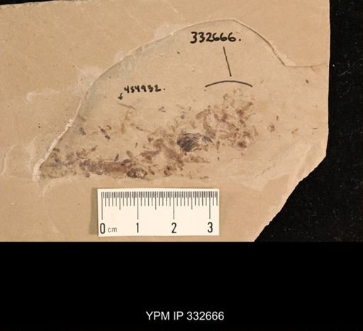 undet. Diptera