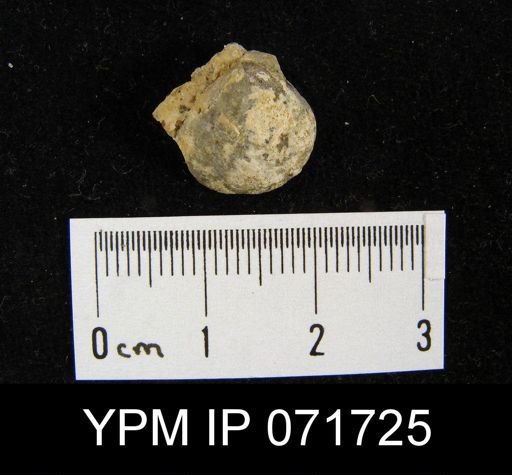 Merista tennesseensis