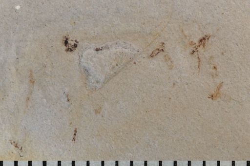 undet. Diptera