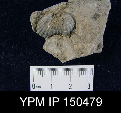 Orthorhynchula sp.