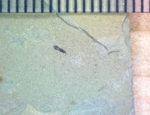 undet. Hymenoptera