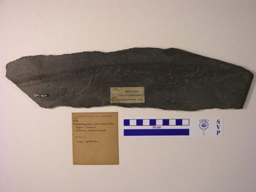 Palaeorhynchus glarisianus