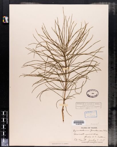Equisetum pratense