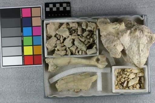 Hyaenodon horridus