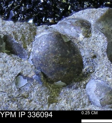 Protocardia subquadrata
