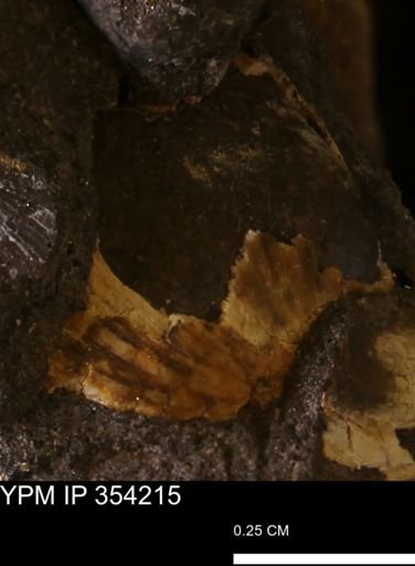 undet. Bivalvia