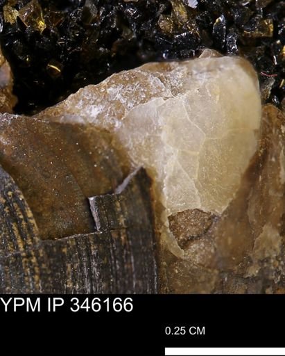 undet. Bivalvia