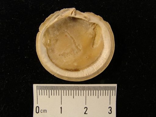 Epilucina concentrica