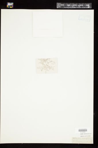Bostrychia moritziana