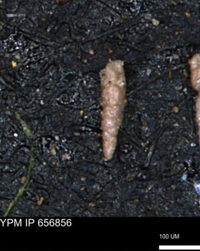 Verneuilinoides kansasensis