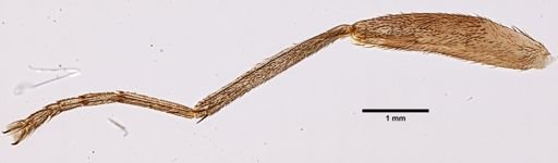 Glossina palpalis