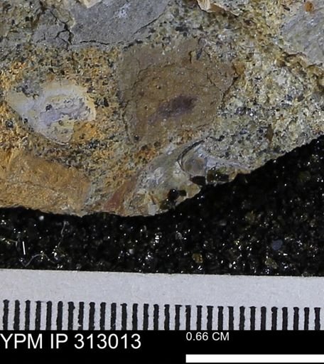 undet. Bivalvia