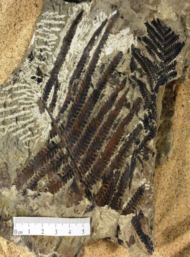 Microphyllopteris gieseckiana