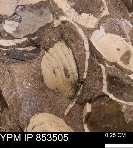 Limopsis striatopunctatus