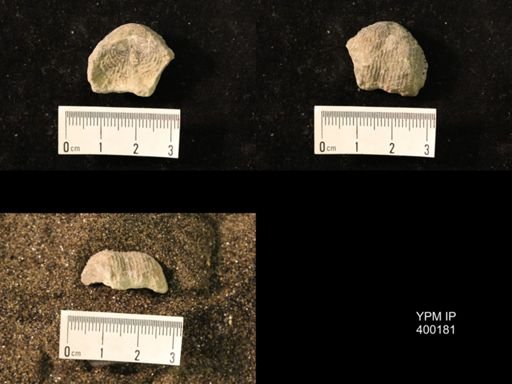 Marginifera lasallensis