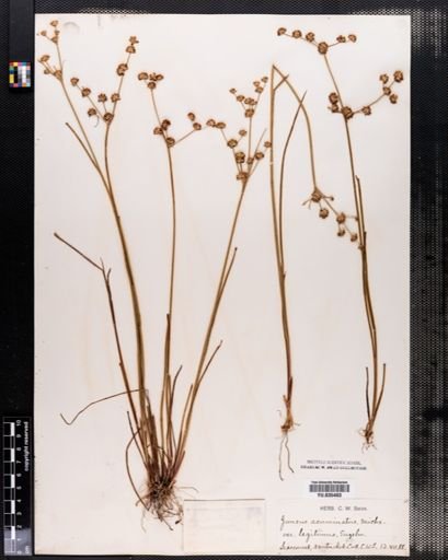 Juncus acuminatus