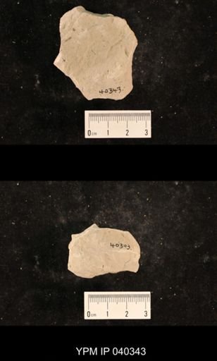 Liomopterum ornatum