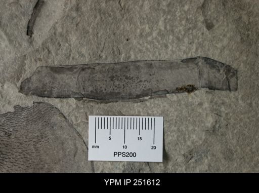 undet. Eurypterida