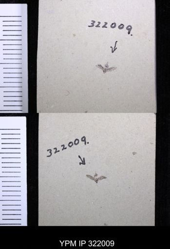 undet. Hemiptera