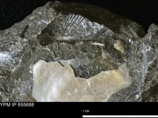 Oxytoma (Hypoxytoma) nebrascana