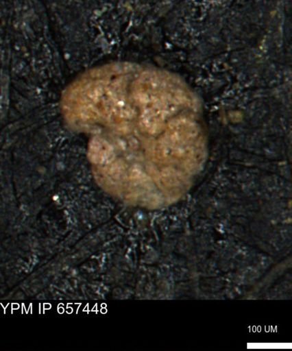 Alveolophragmium linki