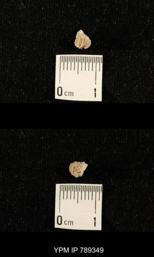 undet. Bryozoa