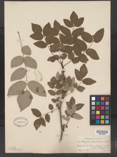 Zanthoxylum americanum