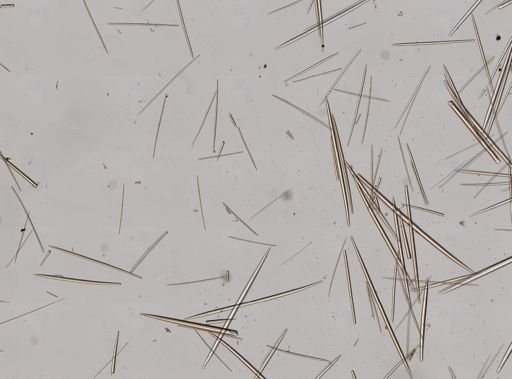 cf. Aaptos