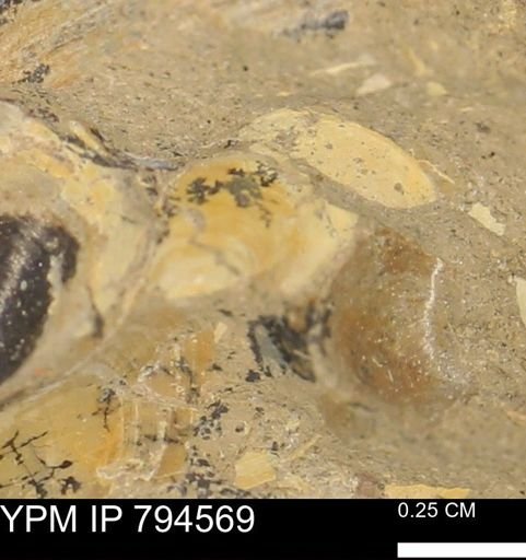 Protocardia subquadrata