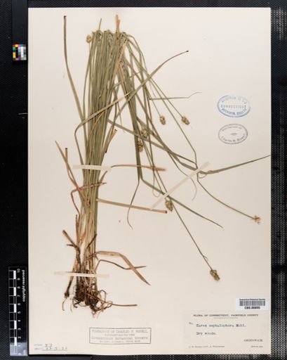 Carex cephalophora