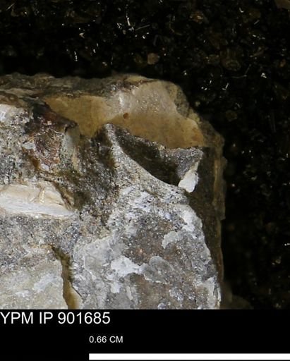 Inoceramus sp.
