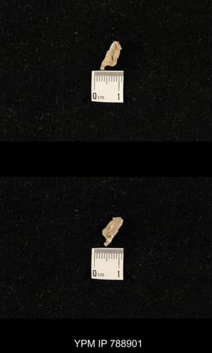 undet. Brachiopoda