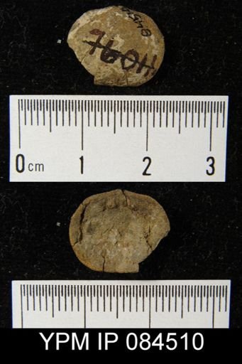 Mendacella uberis
