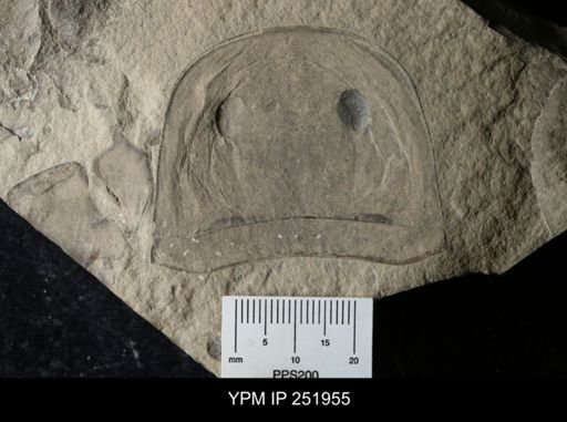 Eurypterus sp.