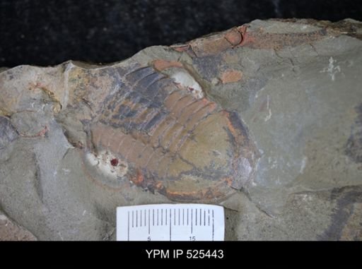 Asaphellus?