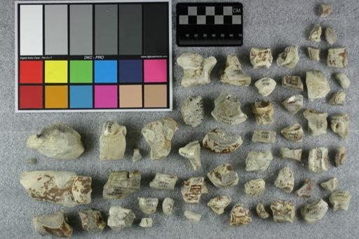 Subhyracodon sp.