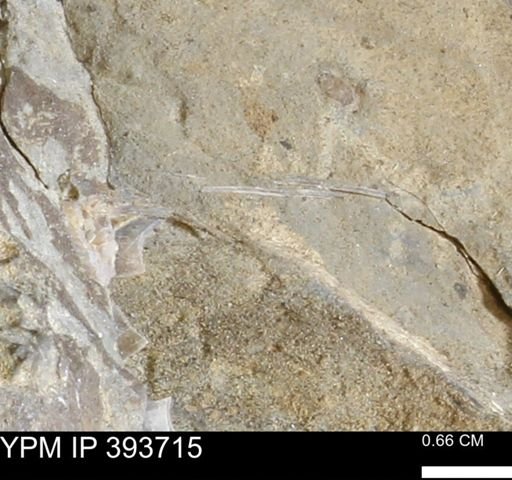 undet. Serpulidae