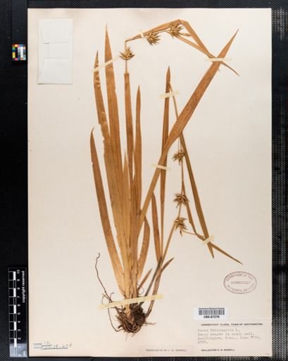 Carex folliculata