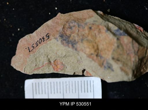 undet. Stylophora
