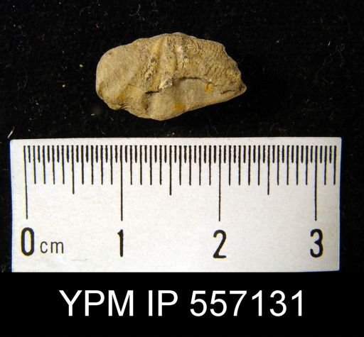 Spirifer sp.