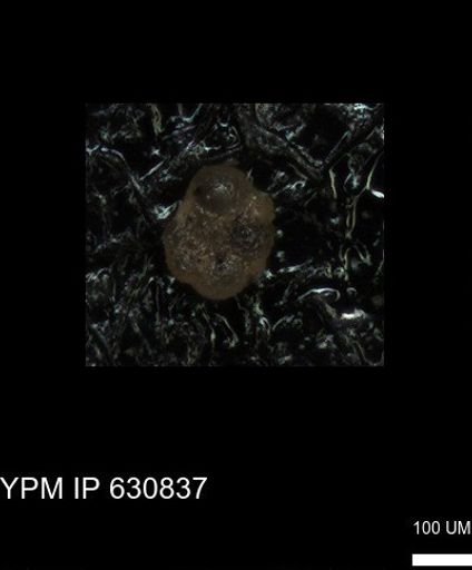 undet. Globigerinina