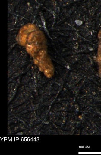 Verneuilinoides kansasensis