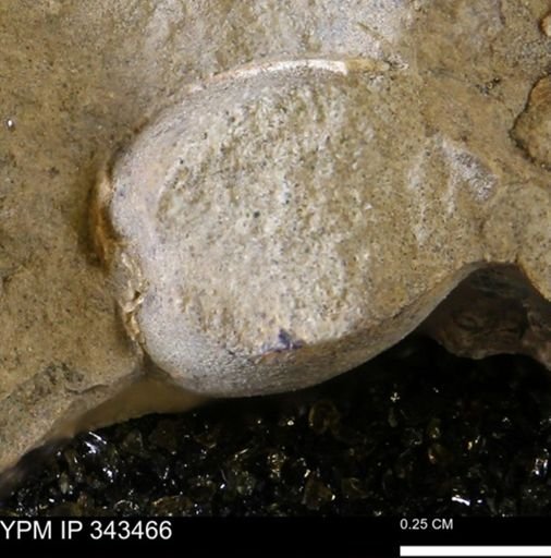 undet. Mollusca