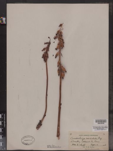 Corallorhiza maculata